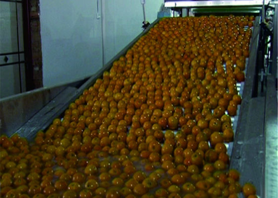 Porcellana Linea di produzione di verdure intelligente della frutta sistemi di trasportatore d'imballaggio automatici fornitore