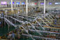 Mattone automatizzato - modelli la linea imballata di produzione lattiera per latte puro/ricostituito fornitore